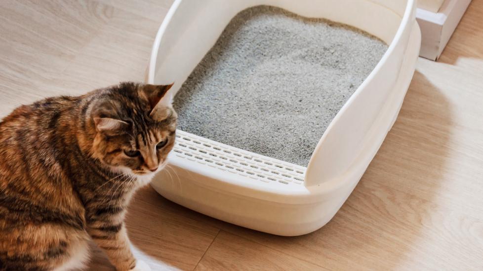 cat pooping outside litter box; a cat stands outside of their litter box.